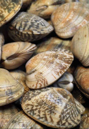 Vongole congelate corea